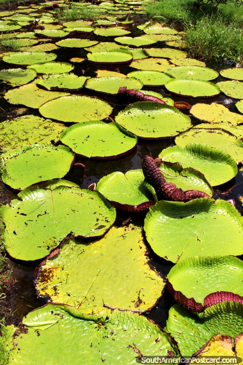 Un estanque de grandes lirios redondas en los Jardines Botánicos de Georgetown en Guyana. (480x720px). Las 3 Guayanas, Sudamerica.
