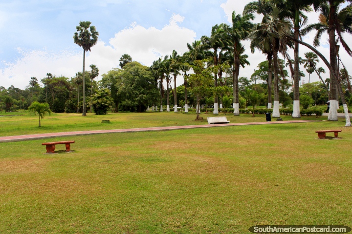 Os Jardins botânicos de Georgetown com espaço aberto e altas árvores, a Guiana. (720x480px). As 3 Guianas, América do Sul.