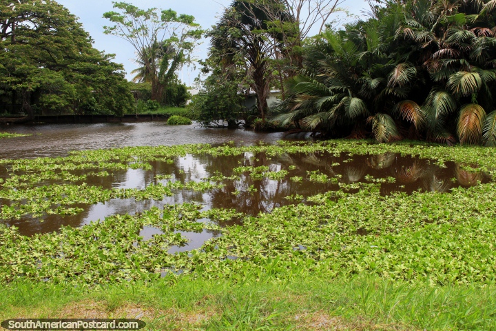 Um grande tanque nos Jardins botânicos de Georgetown na Guiana. (720x480px). As 3 Guianas, América do Sul.