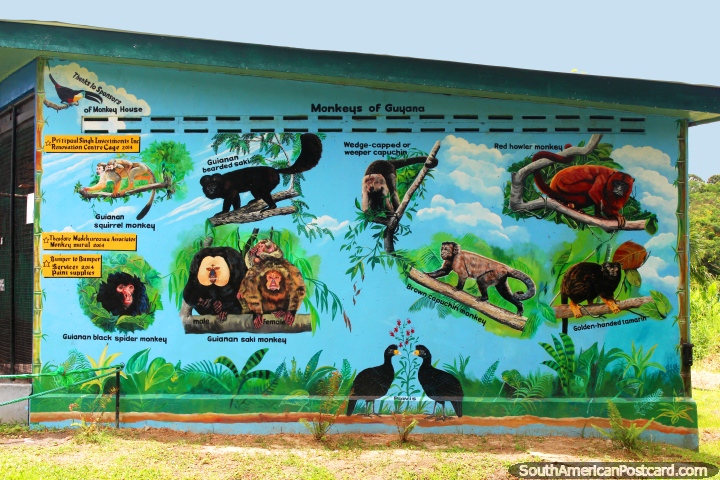 Un mural de las diferentes especies de monos en Guyana en Georgetown Zoo. (720x480px). Las 3 Guayanas, Sudamerica.