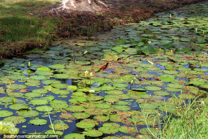 Pequeo pjaro marrn y negro con un pico de color amarillo y rojo en un estanque de lirios en el Parque Nacional en Georgetown, Guyana. (720x480px). Las 3 Guayanas, Sudamerica.