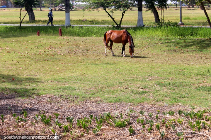 Un caballo en la hierba en el Parque Nacional en Georgetown, Guyana. (720x480px). Las 3 Guayanas, Sudamerica.