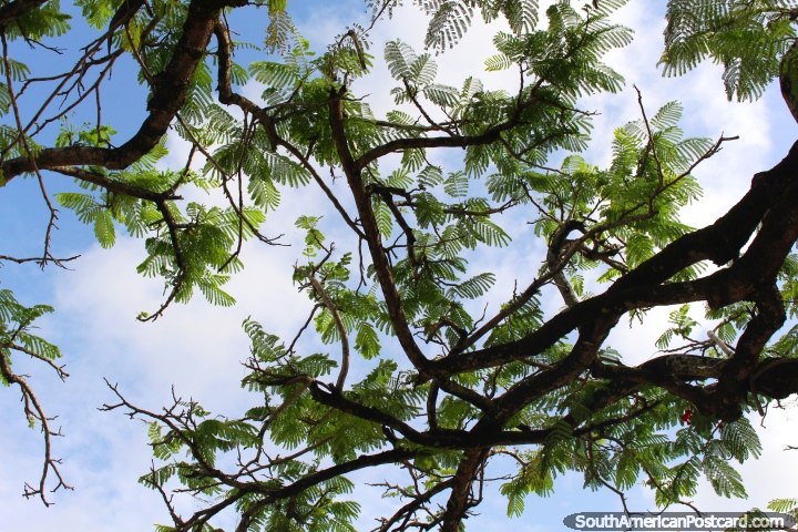 There is beauty all around, looking up to the nice green leaves in Georgetown, Guyana. (720x480px). The 3 Guianas, South America.
