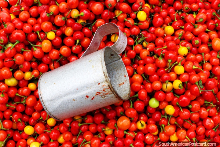 Tomates cherry rojos para la venta en Stabroek Mercado en Georgetown, Guyana. (720x480px). Las 3 Guayanas, Sudamerica.