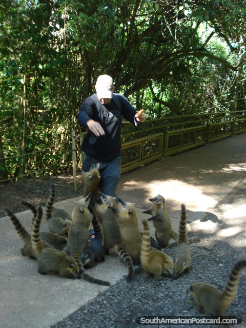 Giving the coatis something to eat, Iguazu. (480x640px). Argentina, South America.