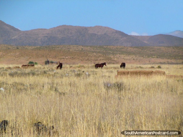 Horses in a field south of La Quiaca. (640x480px). Argentina, South America.