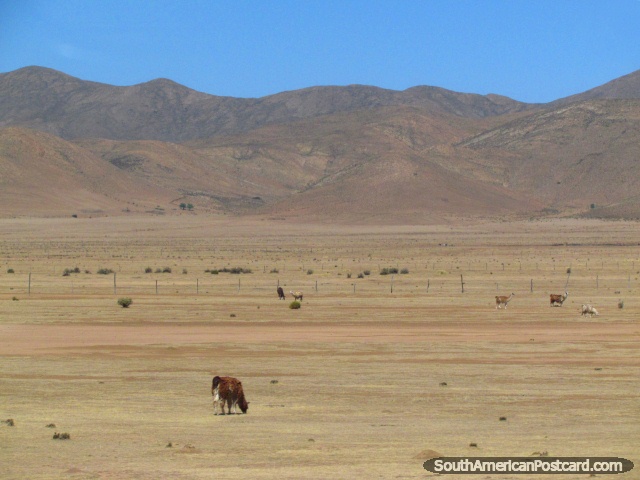 Llamas en las llanuras al sur de La Quiaca. (640x480px). Argentina, Sudamerica.