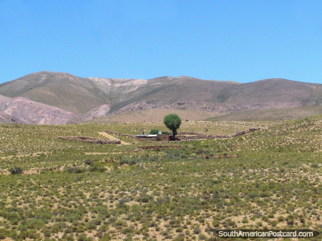 Farm and tree, hills and shrubs, mountains between Abra Pampa and Humahuaca. (640x480px). Argentina, South America.