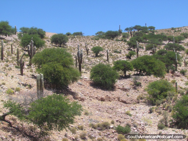 Colina del cactus al norte de Humahuaca. (640x480px). Argentina, Sudamerica.