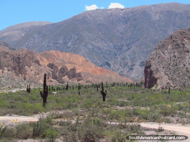 Como un cementerio de cruces del cactus, al norte de Jujuy. (640x480px). Argentina, Sudamerica.