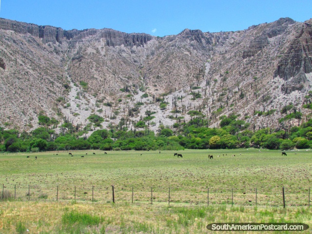 Vacas em um paddock, cacto nas colinas, ao norte de Jujuy. (640x480px). Argentina, Amrica do Sul.
