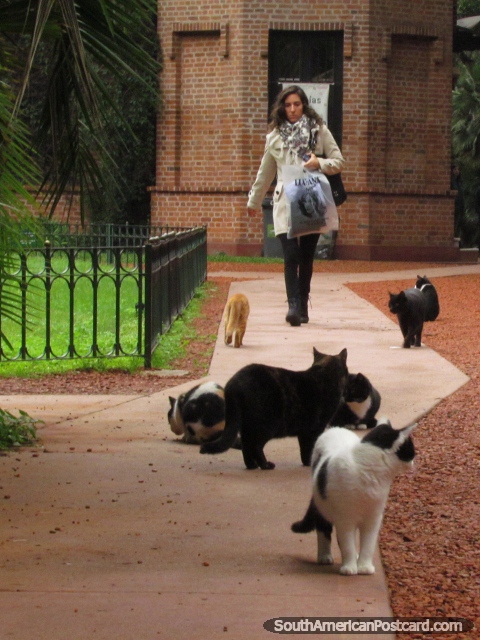 Muchos gatos viven en los jardines botánicos en Palermo en Buenos Aires. (480x640px). Argentina, Sudamerica.