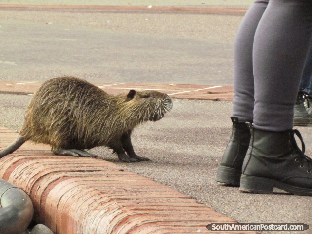 Cheeky beaver comes out of the water at Buenos Aires Zoo. (640x480px). Argentina, South America.