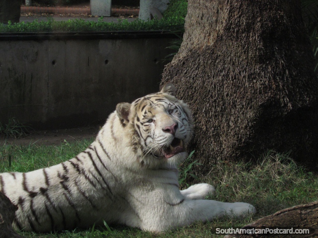 Len/tigre blanco en el Zooilgico de Buenos Aires. (640x480px). Argentina, Sudamerica.
