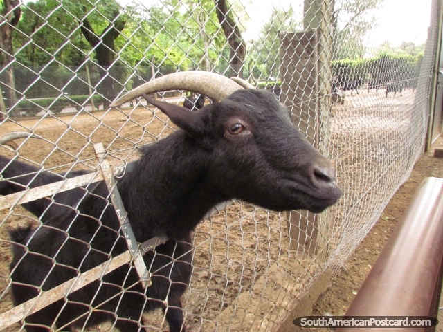 Friendly and hungry goat at Buenos Aires Zoo. (640x480px). Argentina, South America.