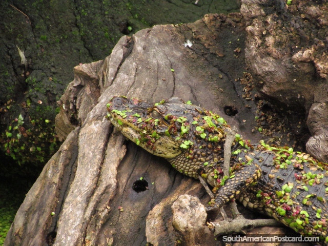 El pequeño cocodrilo se sienta en la madera flotante en el pantano en el Zooilógico de Buenos Aires. (640x480px). Argentina, Sudamerica.