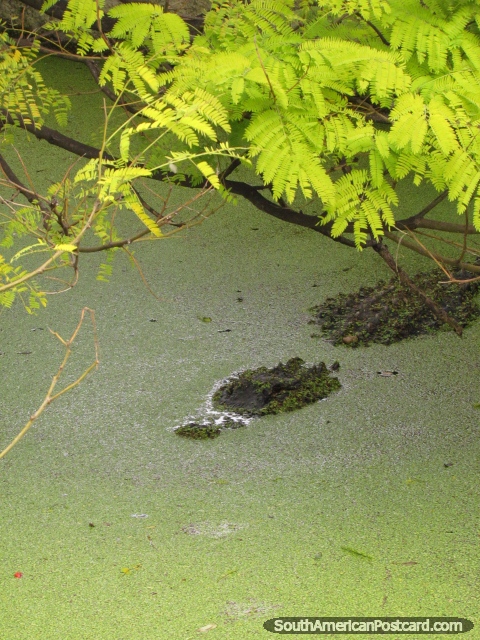 Grande crocodilo no brejo em Jardim zoolgico de Buenos Aires. (480x640px). Argentina, Amrica do Sul.