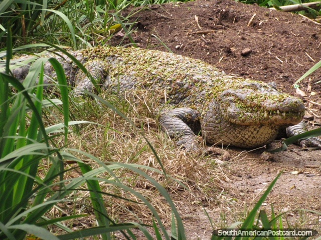 Enorme crocodilo em ilha no brejo em Jardim zoológico de Buenos Aires. (640x480px). Argentina, América do Sul.