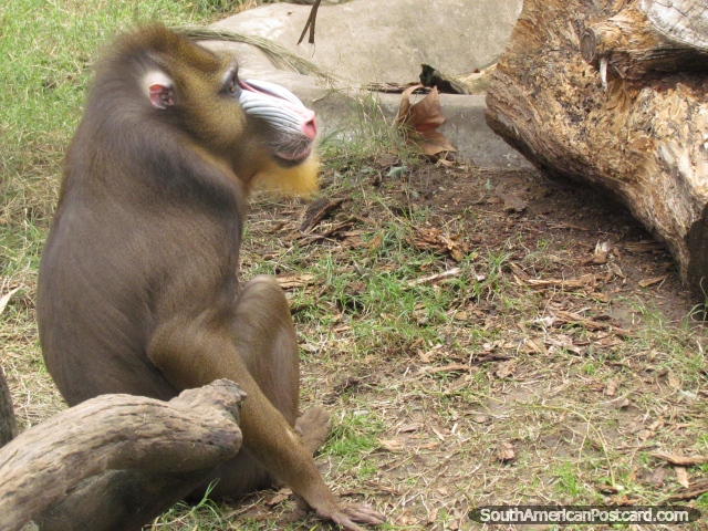 Macaco farejado de maneira colorida em Jardim zoolgico de Buenos Aires. (640x480px). Argentina, Amrica do Sul.