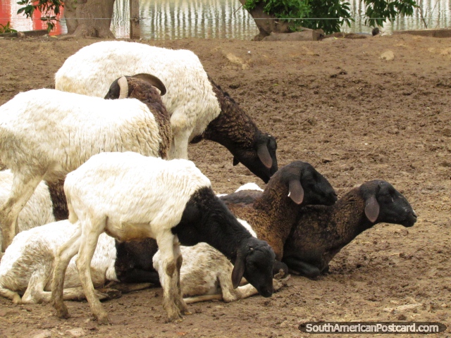 Family of black and white goats at Buenos Aires Zoo. (640x480px). Argentina, South America.
