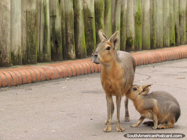 O bebê alimenta-se de mãe, animal no Jardim zoológico de Buenos Aires. (640x480px). Argentina, América do Sul.