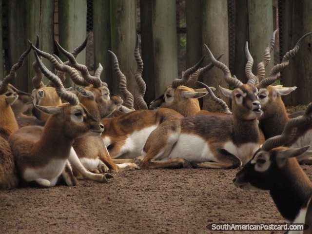 Animals with twisty stripy horns at Buenos Aires Zoo. (640x480px). Argentina, South America.