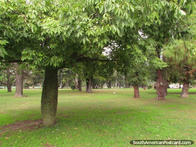 Árvores e grama em Parque Independencia em Rosario. (640x480px). Argentina, Amrica do Sul.