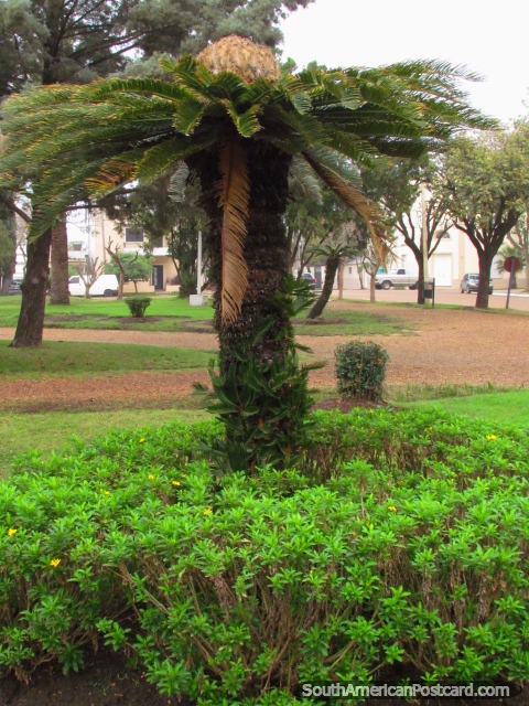 Palmeira parecida a um guarda-chuva em Praça Artigas em Colon. (480x640px). Argentina, América do Sul.