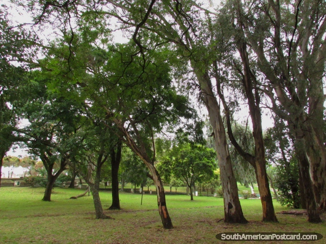 Shady tree area at Parque Quiros, one Colons main attractions. (640x480px). Argentina, South America.