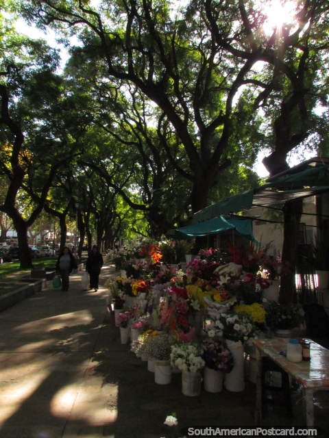 Uma estante de flor ao longo de Passeio Alameda abaixo de grandes rvores sombreadas em Mendoza. (480x640px). Argentina, Amrica do Sul.