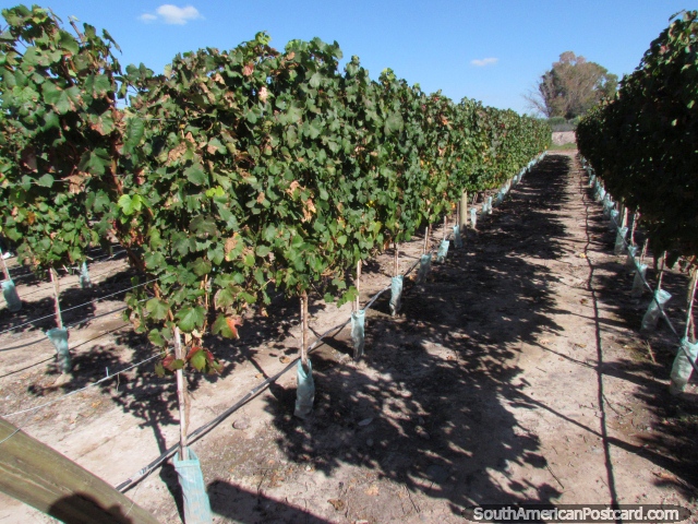 Some of the vineyards at Bodega Domiciano in Mendoza.  (640x480px). Argentina, South America.
