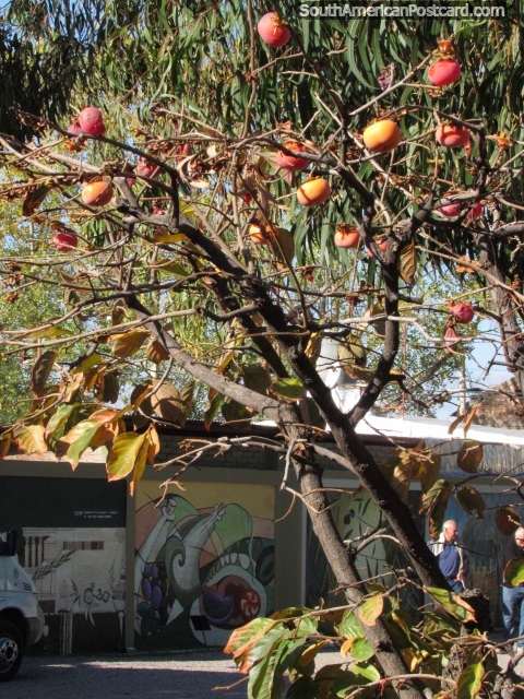Rojo / fruto de naranjo en los jardines de fbrica de aceite de oliva de Pasrai en Mendoza. (480x640px). Argentina, Sudamerica.