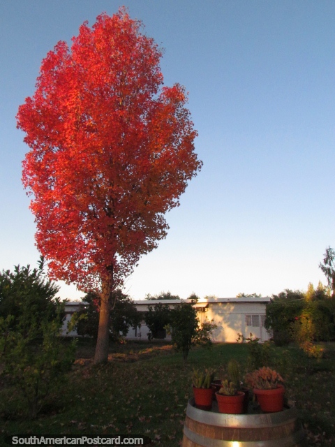 The big pink tree in the sun at days end at Qualtaye cheese factory in Mendoza. (480x640px). Argentina, South America.