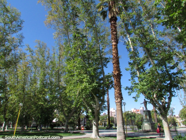 Lots of tall and leafy trees at Plaza Laprida in San Juan. (640x480px). Argentina, South America.