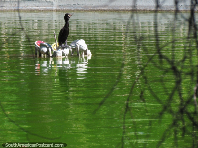 Una ave negra grande se sienta en las luces en la laguna en el Parque de Mayo en San Juan. (640x480px). Argentina, Sudamerica.