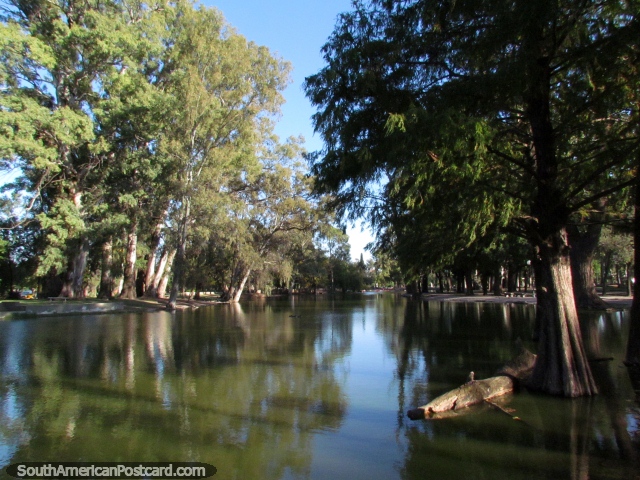 Log and tree in the lagoon at Parque Sarmiento in Cordoba. (640x480px). Argentina, South America.