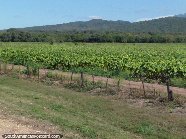 Crops growing in the Lerma Valley between Salta and Cafayate. (640x480px). Argentina, South America.