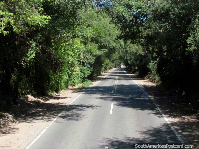 We pass through a tunnel of trees north of Coronel Moldes. (640x480px). Argentina, South America.