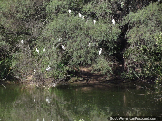 Grupo grande de tallos blancos en un árbol en la pampa en Talapampa. (640x480px). Argentina, Sudamerica.