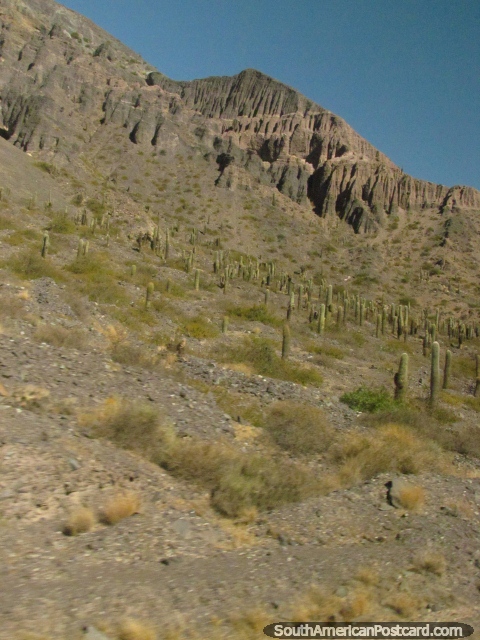 Cacto nas colinas e caras de rocha denteadas, Salta a Paso de Jama. (480x640px). Argentina, América do Sul.