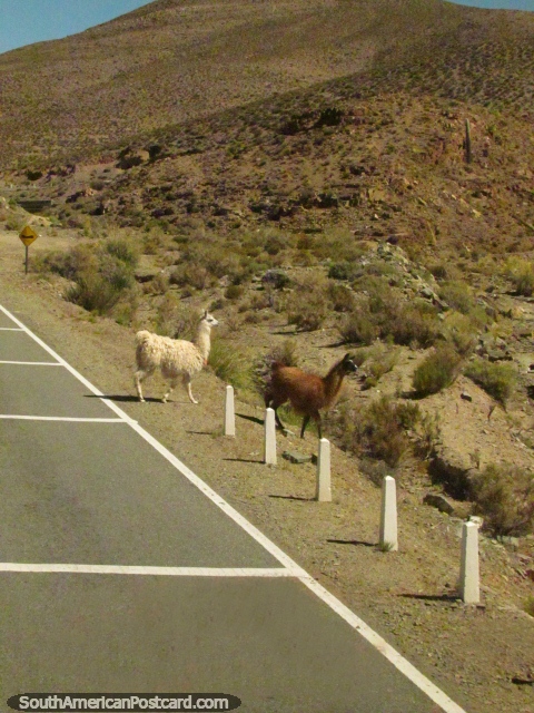 2 llamas, white and brown cross the road, Paso de Jama. (480x640px). Argentina, South America.