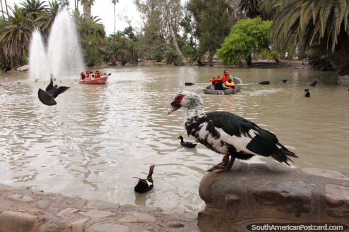 Os grandes patos vivem em volta da lagoa em Parque San Martin em Salta. (720x480px). Argentina, Amrica do Sul.