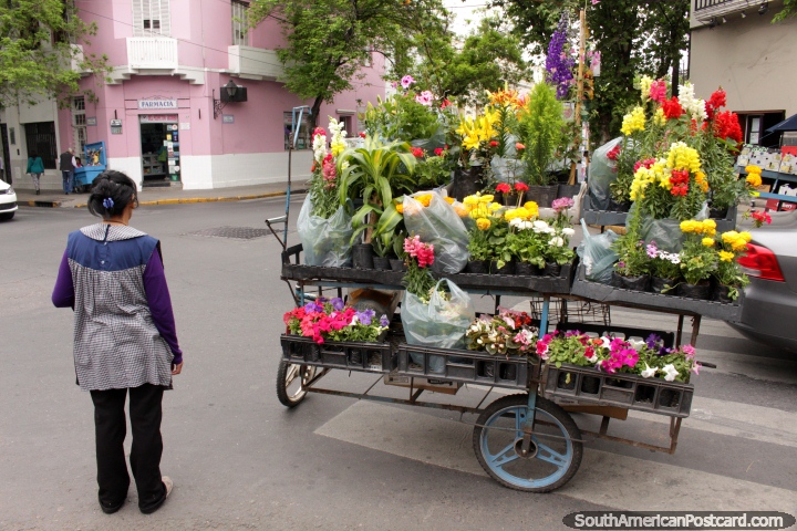 Uma mulher com um bonde de flores brilhantes em uma esquina de rua em Salta. (720x480px). Argentina, Amrica do Sul.