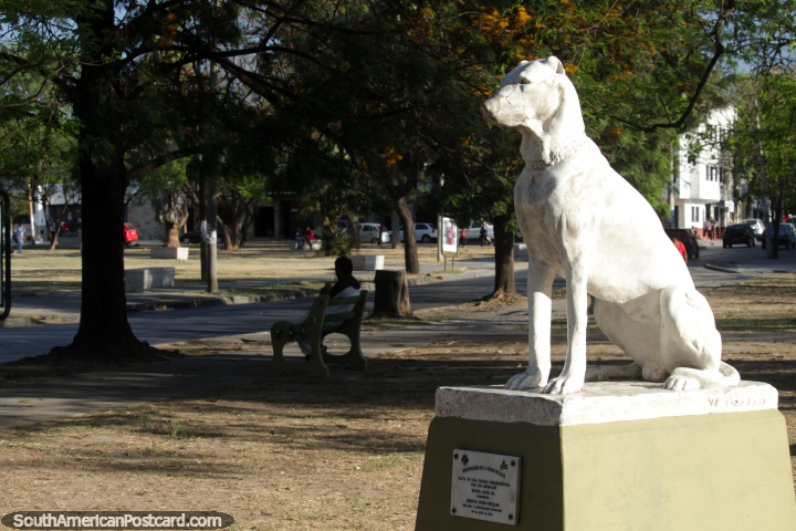 La estatua perro blanco en Salta, una ciudad comprometida con animales. (720x480px). Argentina, Sudamerica.