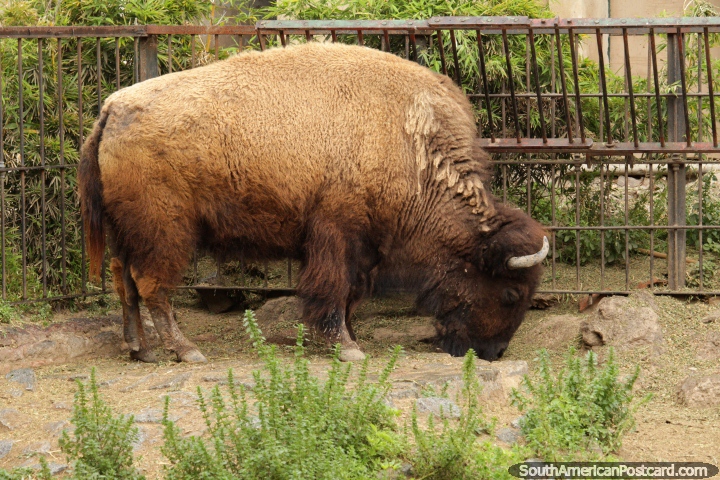 Um grande bisão com chifres procura a comida no Jardim zoológico de Buenos Aires. (720x480px). Argentina, América do Sul.