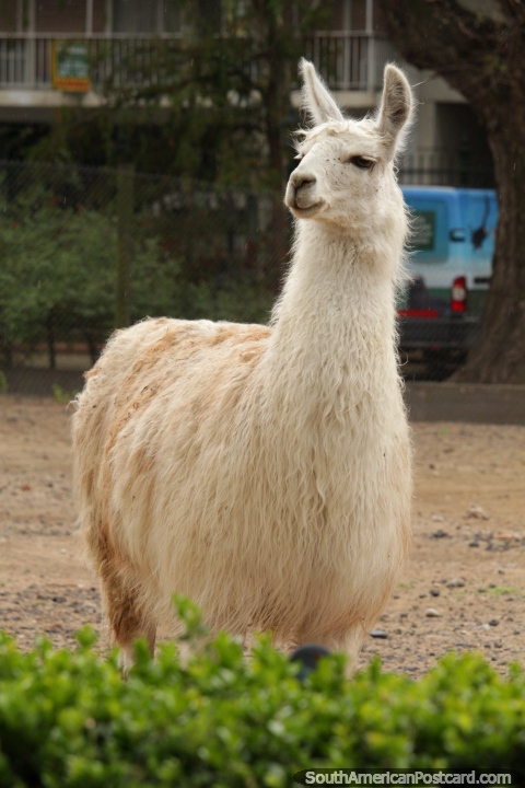 A white llama enjoying his day at Buenos Aires Zoo. (480x720px). Argentina, South America.