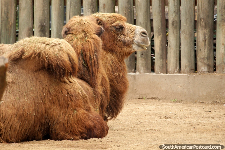Camels sitting on the dirt, woolly and shaggy, Buenos Aires Zoo. (720x480px). Argentina, South America.
