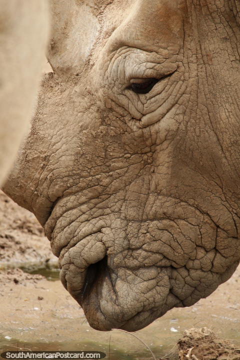 La piel arrugada y la cara de un rinoceronte en el zoológico de Buenos Aires. (480x720px). Argentina, Sudamerica.