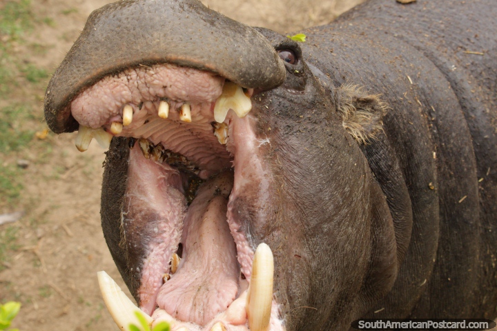 Um hipopótamo com a sua boca larga aberto em Jardim zoológico de Buenos Aires. (720x480px). Argentina, América do Sul.