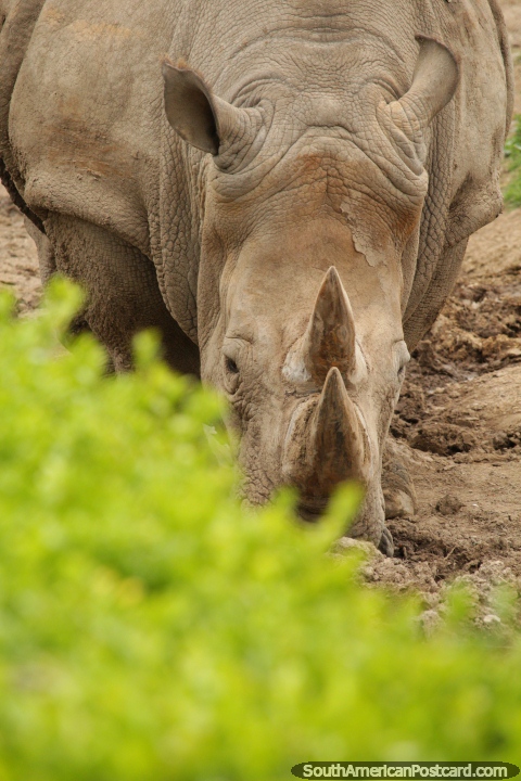 Los 2 cuernos de un rinoceronte con la piel como una armadura en el Zoológico de Buenos Aires. (480x720px). Argentina, Sudamerica.